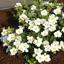 Лапчатка кустарниковая 'Белла Бьянка' / Potentilla fruticosa 'Bella Bianca'