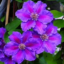 Клематис 'Ашва' / Clematis 'Ashva'
