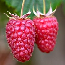 Ежемалина 'Логанберри' / Rubus fruticosus  'Loganberry'