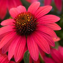 Эхинацея 'Байя Бургунди' /  Echinacea  'Baja Burgundy'