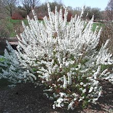 Спирея 'Фуджино Пинк' / Spiraea thunbergii 'Fujino Pink'