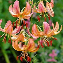 Лилия мартагон 'Фэйри Монинг' / Lilium martagon 'Fairy Morning'