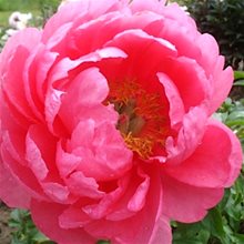 Пион 'Цитерея' /  Paeonia lactiflora 'Cytherea'