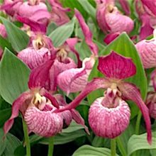 Башмачок гибридный 'Винтри' / Cypripedium hybrid 'Vintri'
