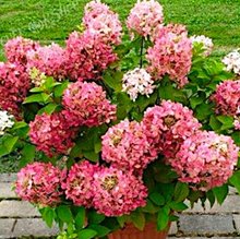 Гортензия метельчатая 'Петит Cтар' / Hydrangea paniculata 'Petit Star'