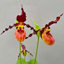 Башмачок 'Эмиль "Берниш Голд" / Cypripedium 'Emil "Burnish Gold"