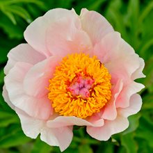 Пион 'Ноузгэй /   Paeonia hybrida 'Nosegay'