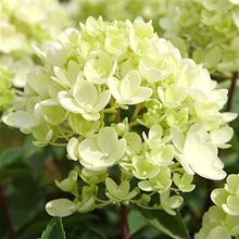 Гортензия метельчатая 'Бомбшелл' / Hydrangea  paniculata 'Bombshell'