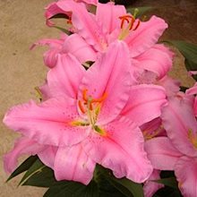 Лилия 'Акеми' / Lilium 'Akemi'