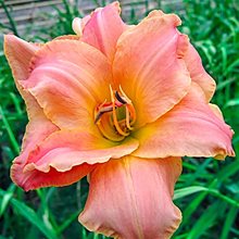 Лилейник 'Синк Пинк' / Hemerocallis 'Think Pink'