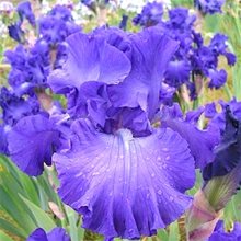 Ирис бородатый 'Гранд Амирал' / Iris barbatus 'Grand Amiral'