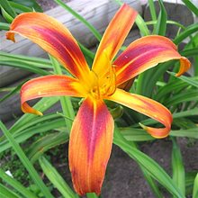 Лилейник 'Тайгер Ай Спайдер' / Hemerocallis 'Tiger Eye Spider'