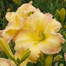Лилейник 'Бьютифул Эндингс' / Hemerocallis 'Beautiful Edgings'