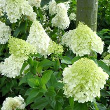 Гортензия метельчатая  'Полар Бир'  / Hydrangea  paniculata   'Polar Bear'