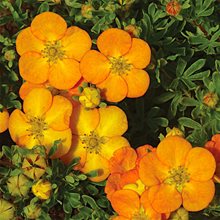 Лапчатка кустарниковая 'Белла Соль' / Potentilla fruticosa 'Bella Sol'