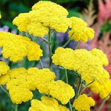 Тысячелистник 'Муншайн' / Achillea 'Moonshine'