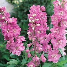 Дельфиниум 'Астолат' / Delphinium 'Astolat'