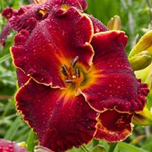 Лилейник 'Ноти Ред' / Hemerocallis 'Naughty Red'