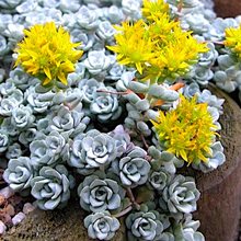 Седум (Очиток) лопатчатолистный 'Кейп Бланко' / Sedum spathulifolium 'Cape Blanco'