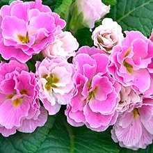 Примула 'Барнхэвен Каме' / Primula   'Barnhaven �������Camaie'