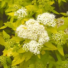 Спирея японская 'Уайт Голд' / Spiraea japonica 'White Gold'