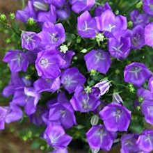 Колокольчик  карпатский 'Блу Клипс' / Campanula 'Blaue Clips'