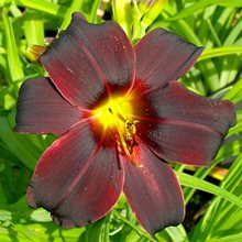 Лилейник 'Блэк Эммануэль' / Hemerocallis 'Black Emanuelle'