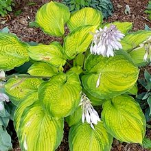 Хоста 'Калифорния Голд Раш' / Hosta 'California Gold Rush'