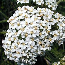 Тысячелистник  'Нью Винтаж Уайт' / Achillea 'New Vintage White'