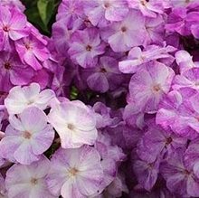 Флокс метельчатый 'Попурри Пёрпл' / Phlox paniculata 'Potpourri Purple'