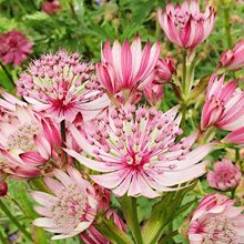 Астранция 'Спарклинг Старс Пинк' / Astrantia 'Sparkling Stars Pink'