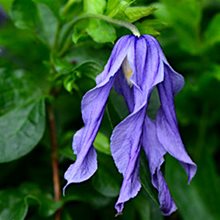 Клематис цельнолистный 'Литл Артист' / Clematis integrifolia 'Little Artist'