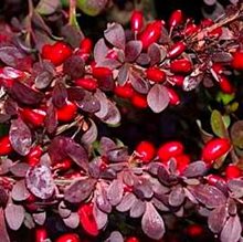 Барбарис 'Рэд Дрим' / Berberis 'Red Dream'