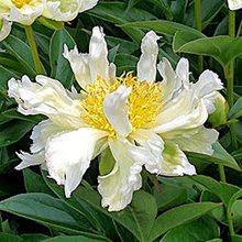 Пион 'Грин Лотус' / Paeonia lactiflora 'Green Lotus'