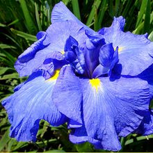 Ирис мечевидный 'Блу Мандарин' / Iris ensata 'Blue Mandarin'