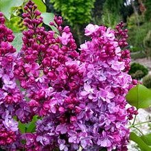 Сирень обыкновенная 'Принц Волконский'  / Syringa vulgaris 'Prince Wolkonsky'