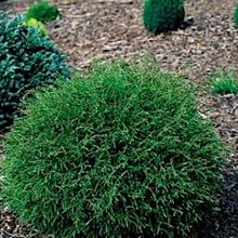 Туя 'Мистер Боулинг Болл' / Thuja occidentalis 'Mr Bowling Ball'