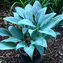 Хоста 'Блу Тус' / Hosta hybride 'Blue Tooth'
