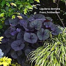 Бузульник 'Франц Фельдвэбер' / Ligularia dentata 'Franz Feldweber'