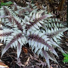 Папоротник кочедыжник 'Рэд Бьюти' / Athyrium nipponicum 'Red Beauty'