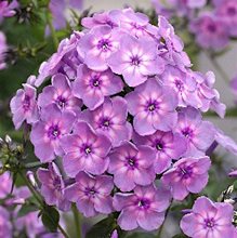 Флокс метельчатый 'Рэйнбоу Дансер' / Phlox paniculata 'Rainbow Dancer', 1л.