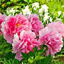 Пион древовидный 'Сэйдай' / Paeonia suffrutiсosa 'Seidai'