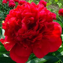 Пион 'Рэд Чарм' / Paeonia lactiflora 'Red Charm'