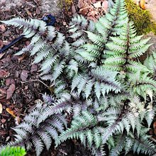 Папоротник кочедыжник 'Питер Лэйс' / Athyrium nipponicum 'Pewter Lace'