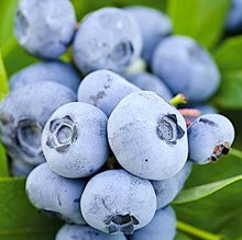 Голубика высокорослая 'Чандлер' / Vaccinium corymbosum 'Chandler'