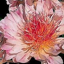 Пион 'Силли Салли'   / Paeonia lactiflora 'Silly Sally'
