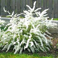 Спирея  пепельная 'Грэфшейм' / Spiraea  cinerea 'Grefsheim'