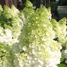 Гортензия метельчатая 'Кэндэлайт' / Hydrangea paniculata 'Candlelight'