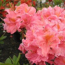 Рододендрон листопадный 'Сарина' / Rhododendron luteum 'Sarina'