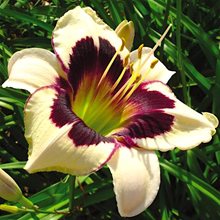 Лилейник Мунлайт Мэскарэйд / Hemerocallis 'Moonlight Мasquarade'